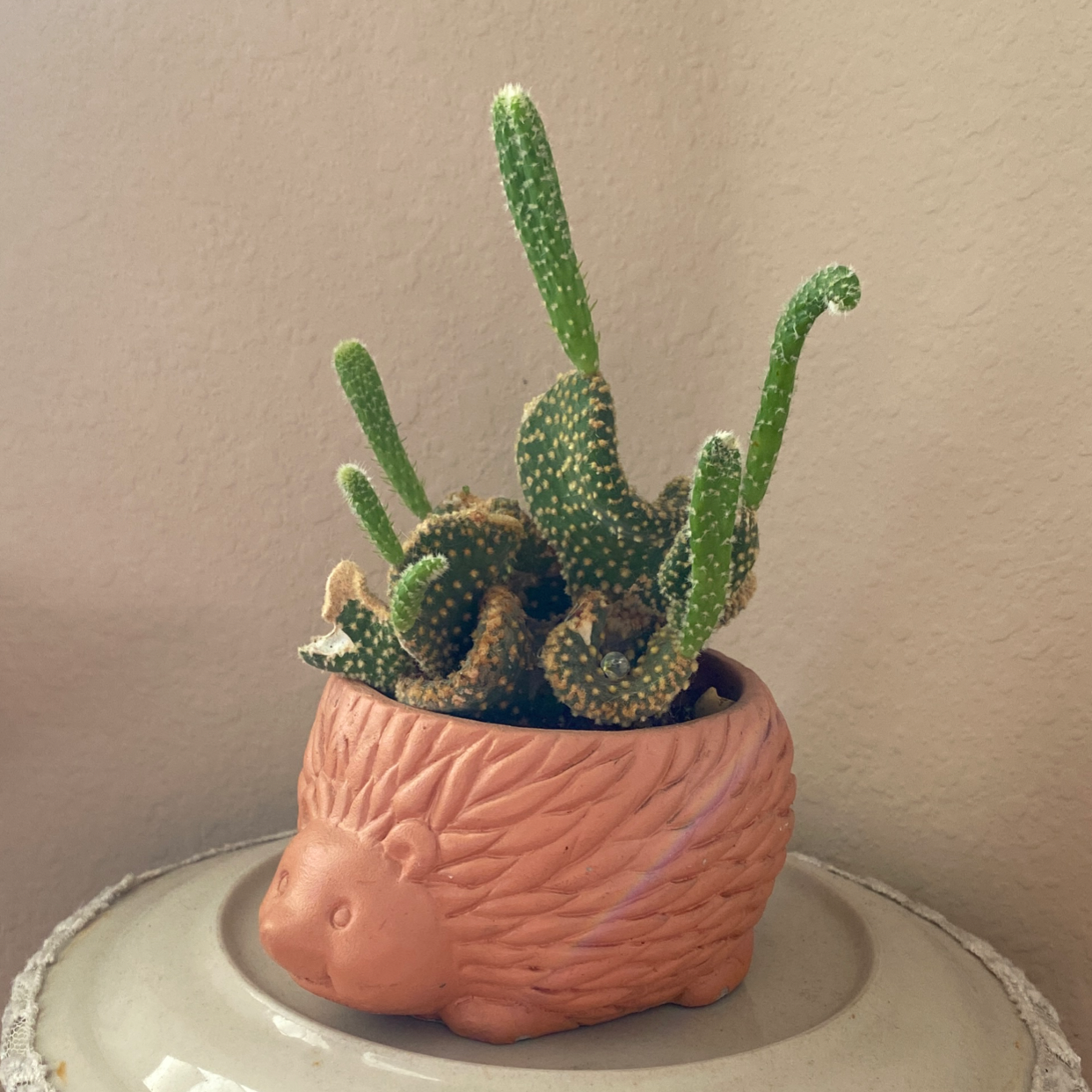 Bunny Ears Cactus in a decorative pot, well-framed and in focus.