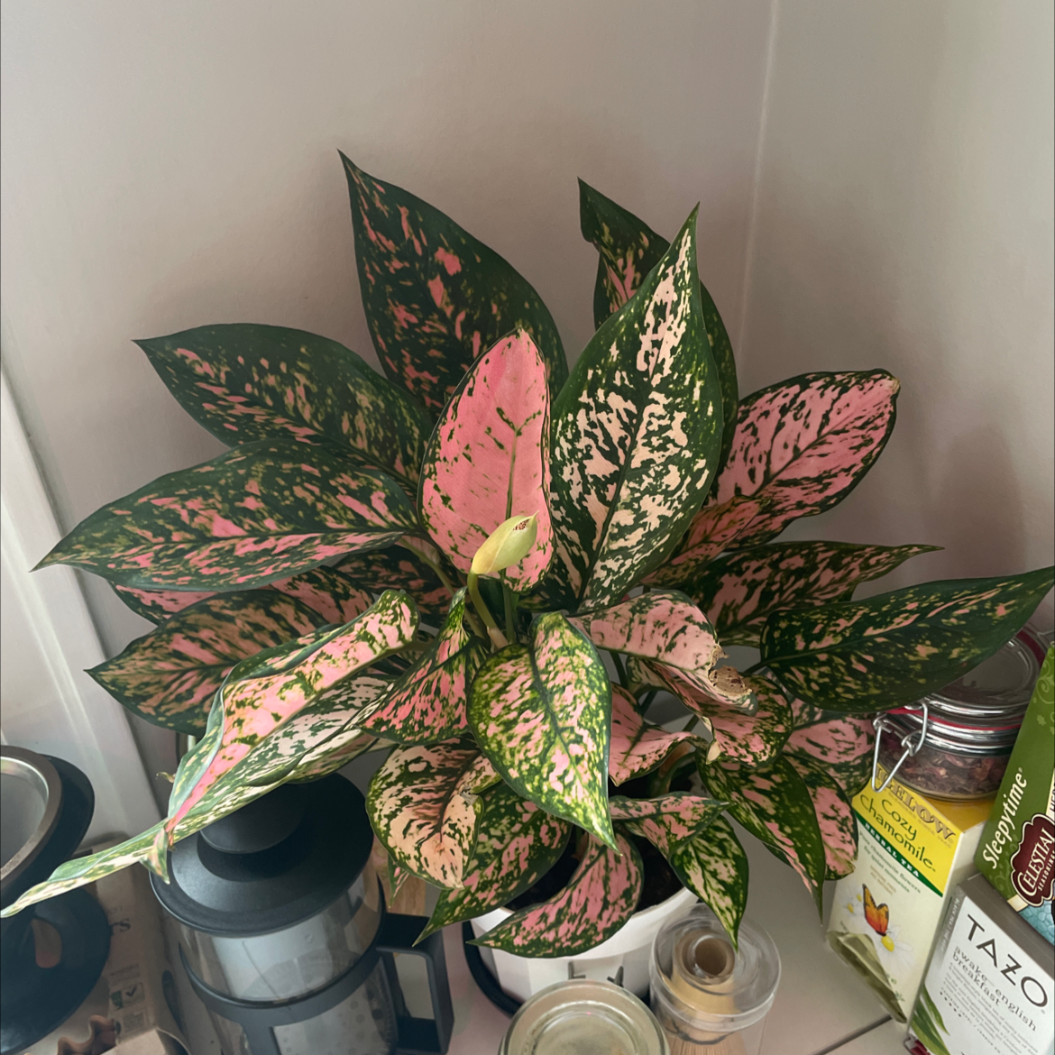 Photo of the plant species Croton 'Petra' by @marrakech named St. Valentine on Greg, the plant care app