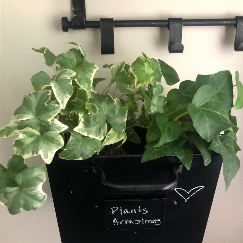 A hanging potted English Ivy plant with trailing vines and vibrant green leaves, with slight yellowing on some leaves.