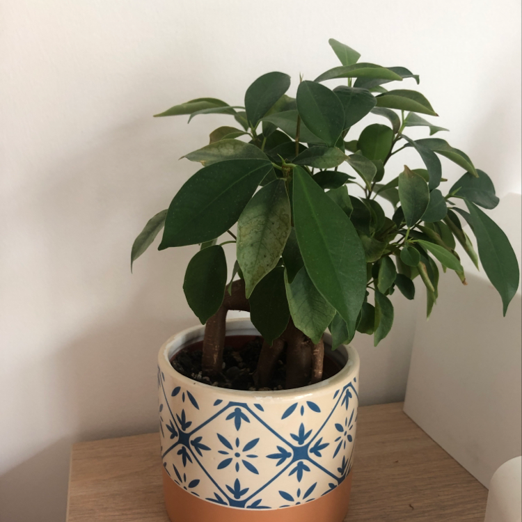 A healthy, mature Ficus Ginseng plant with glossy green leaves and a braided trunk, growing in a blue and white patterned pot.
