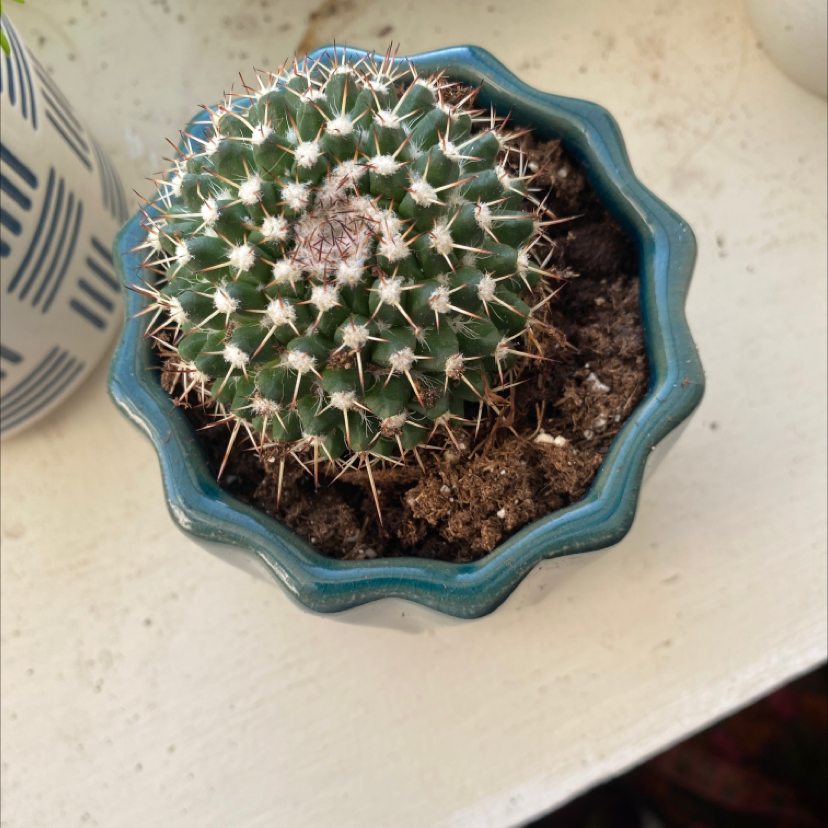Potted Mexican Pincushion cactus in a blue pot with visible soil.