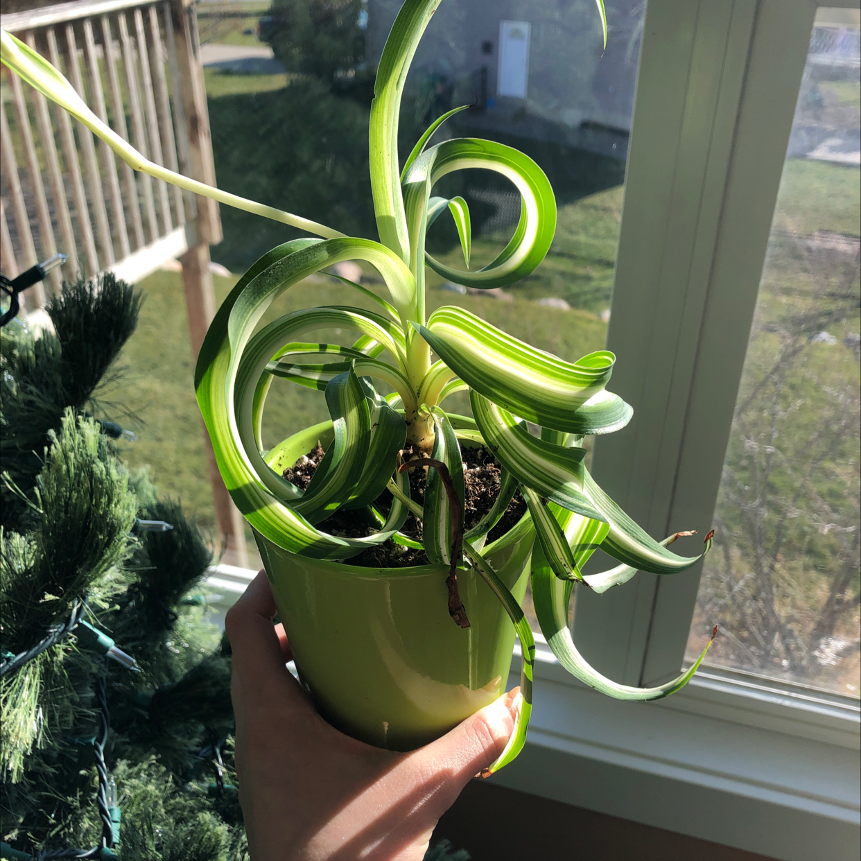 Curly Spider Plant in a green pot, held by a hand, with some browning on leaf tips.