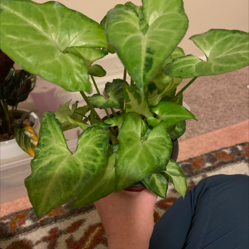 Hands holding a healthy, lush Arrowhead Plant with dark green leaves in the characteristic arrowhead shape, free of discoloration or damage.