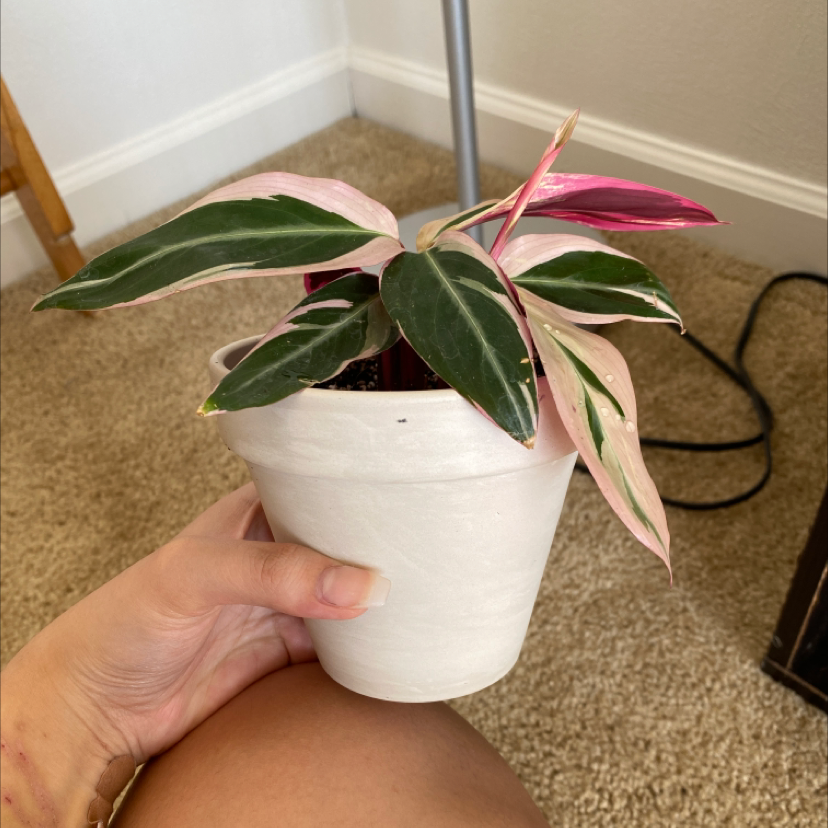 A healthy Triostar Stromanthe plant in a white pot, held by a hand.