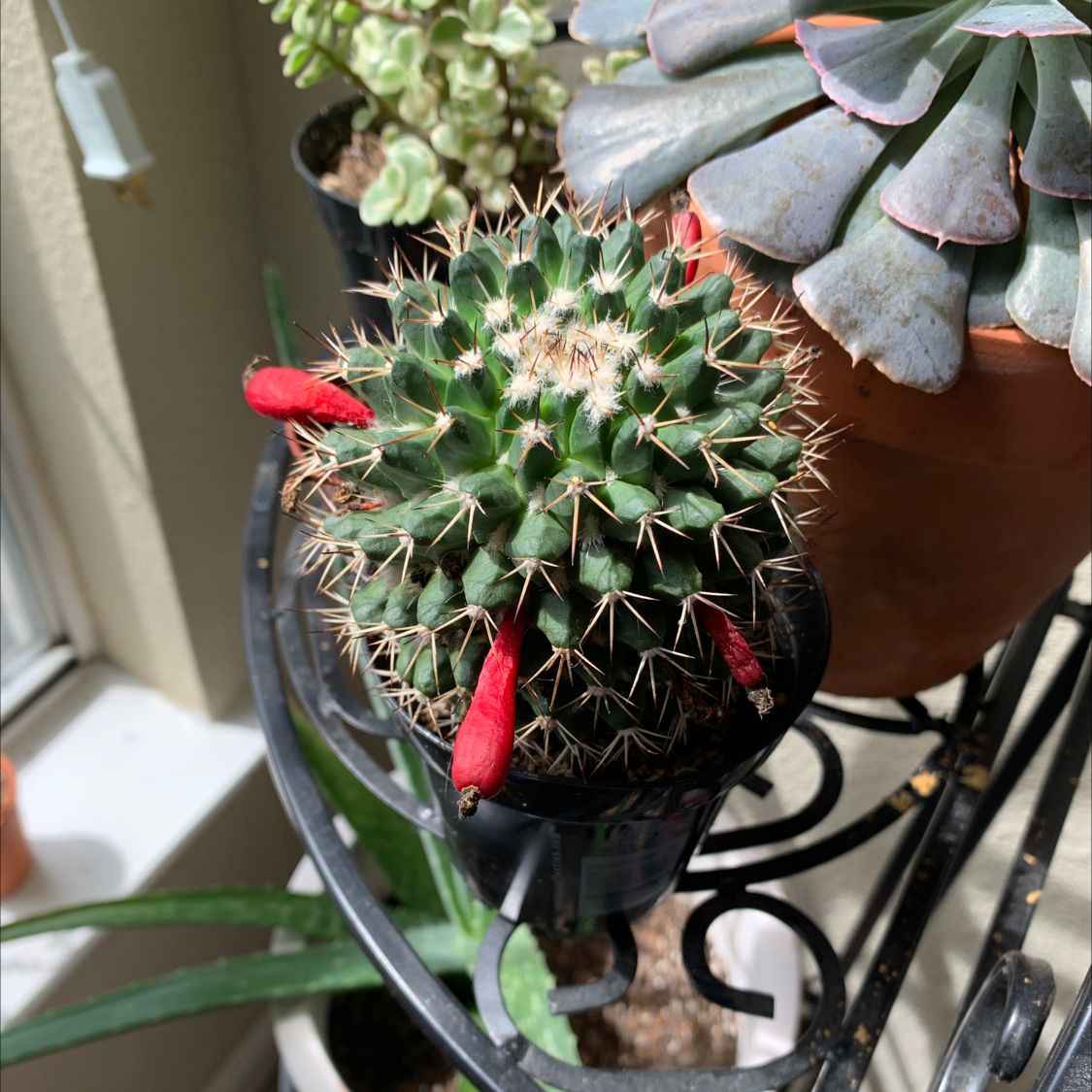 Photo of the plant species Multiple Succulents by Danielle named Orwell on Greg, the plant care app