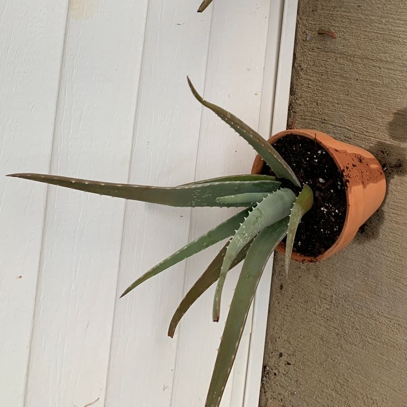 Healthy Aloe vera succulent plant in a terracotta pot, with long fleshy green leaves with white spots and no signs of disease.