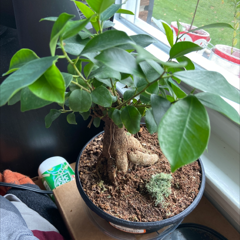 Healthy Ficus Ginseng bonsai in ceramic pot, with human hand watering it using a small green can. The plant has a thick trunk and glossy green leaves.