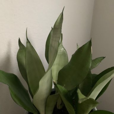 Photo of the plant species Silver Snake Plant by @krazykellster named Celeste on Greg, the plant care app
