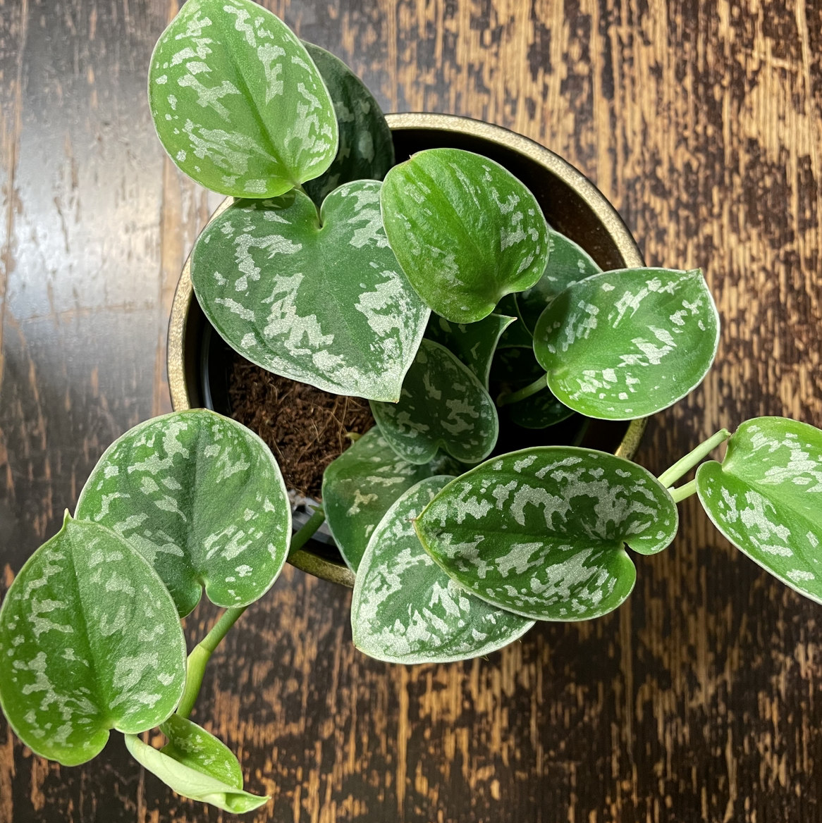 Photo of the plant species Satin Pothos by @spiderolga named Silver on Greg, the plant care app