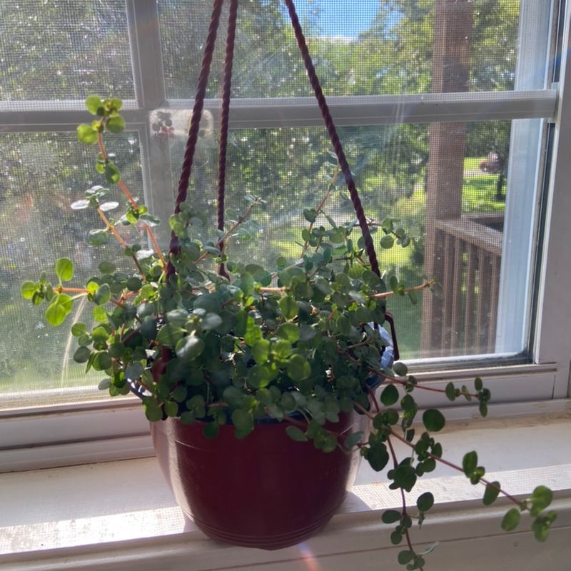 Healthy, vibrant green Florist Kalanchoe plant in a red ceramic hanging pot in front of a window, with dense foliage and no signs of disease.