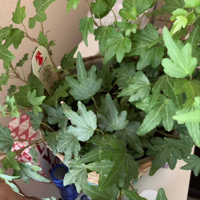 Healthy English Ivy plant with lush green leaves in a blue ceramic pot, with a hand reaching into the foliage.