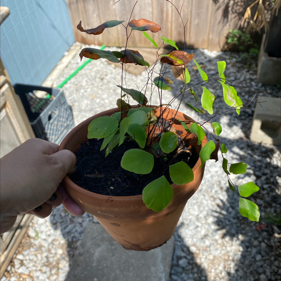 Pacific Maidenhair Fern in a pot with some browning leaves, held by a hand.