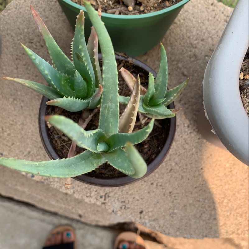 Plant care for Rhino Skin on Greg, the plant care app