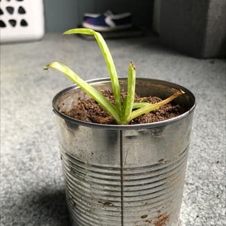 Aloe vera plant in Dowling, Michigan