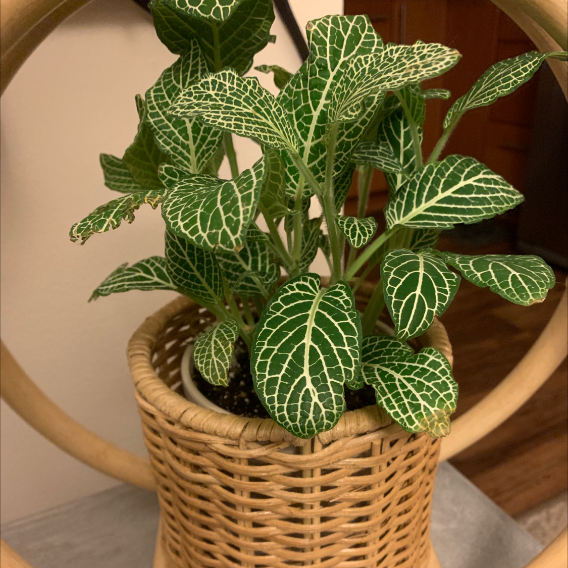 Nerve Plant (Fittonia) in a woven basket with vibrant green leaves and white veins.