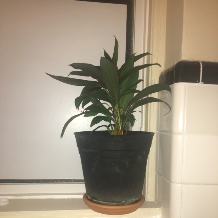 Photo of the plant species Oʻahu False Ohelo by Chelsea named Your plant on Greg, the plant care app