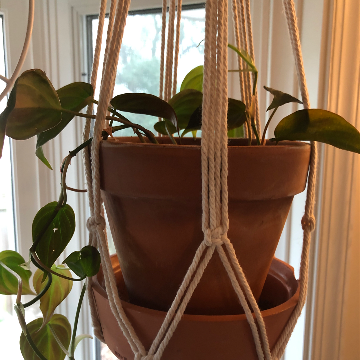 Photo of the plant species Australian Astroturf by Lauren named Wandering Dude on Greg, the plant care app