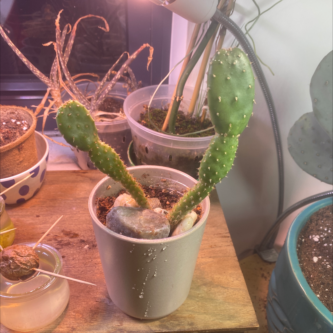 🌵 What Temperature Does My Smooth Prickly Pear Need?, image size:1125x1125