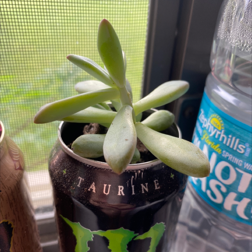 Golden Sedum plant photo by @kitten named james on Greg, the plant care app.