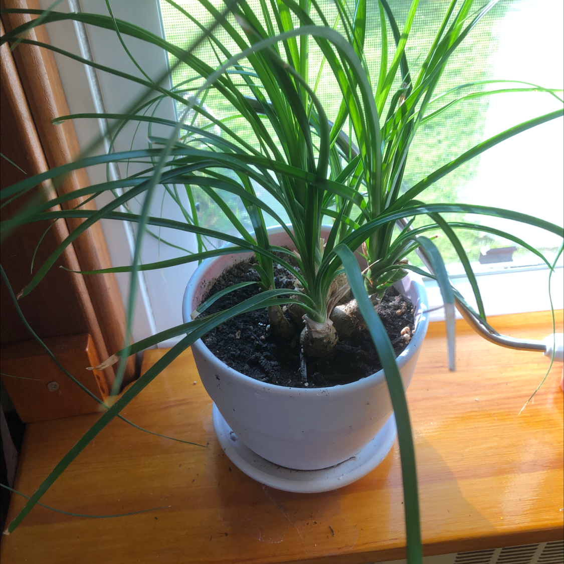 A healthy ponytail palm houseplant with long green leaves growing densely from its bulbous trunk base in a white ceramic pot.