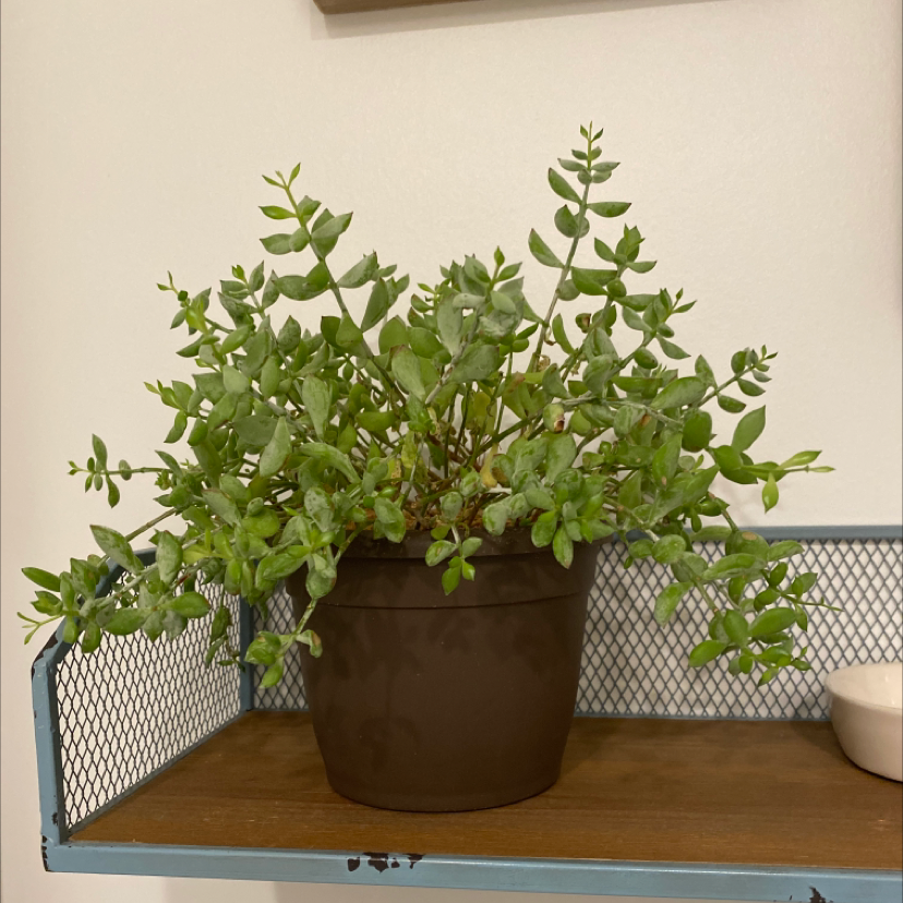 Potted Cliff Cotyledon plant with green succulent leaves, well-framed and centered.
