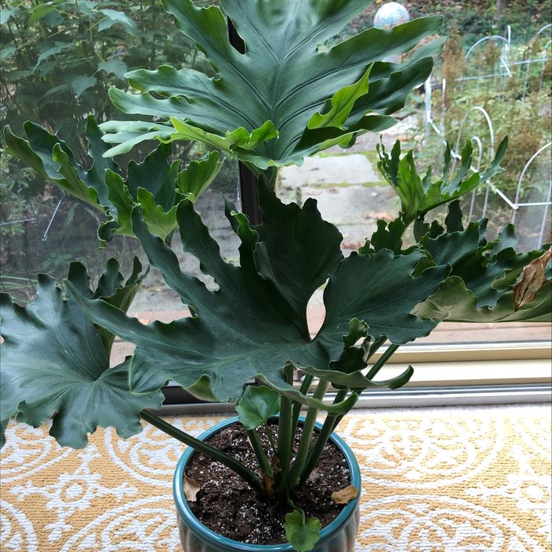 Split Leaf Philodendron in a pot on a patterned surface, healthy with characteristic split leaves.