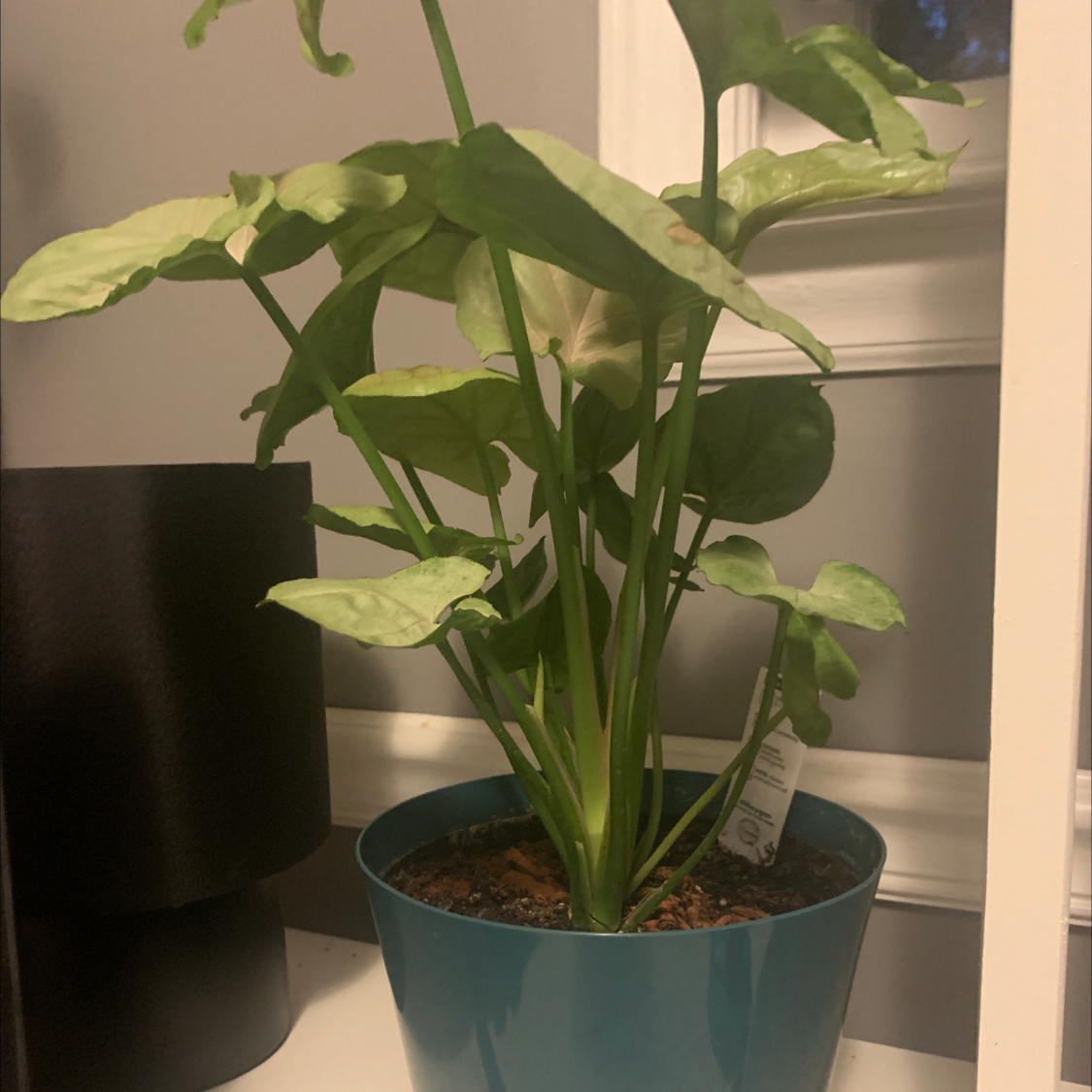 Photo of the plant species Cucumber Burpless Bush Hybrid by Stephanie named Beatrix on Greg, the plant care app