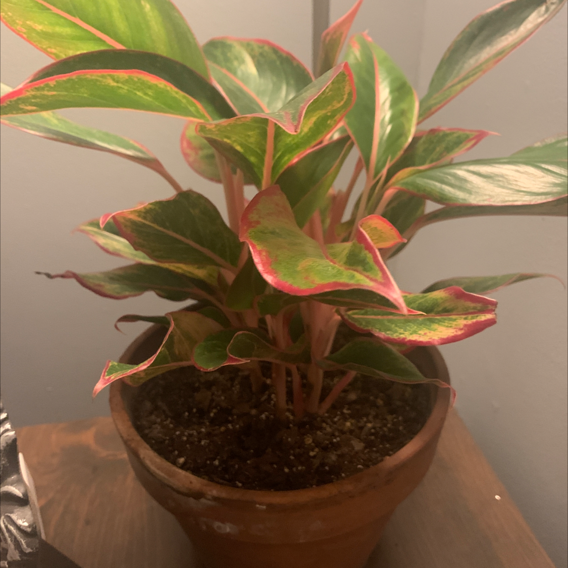 Photo of the plant species Fiesta Stardust Pink by Stephanie named Pink floyd on Greg, the plant care app