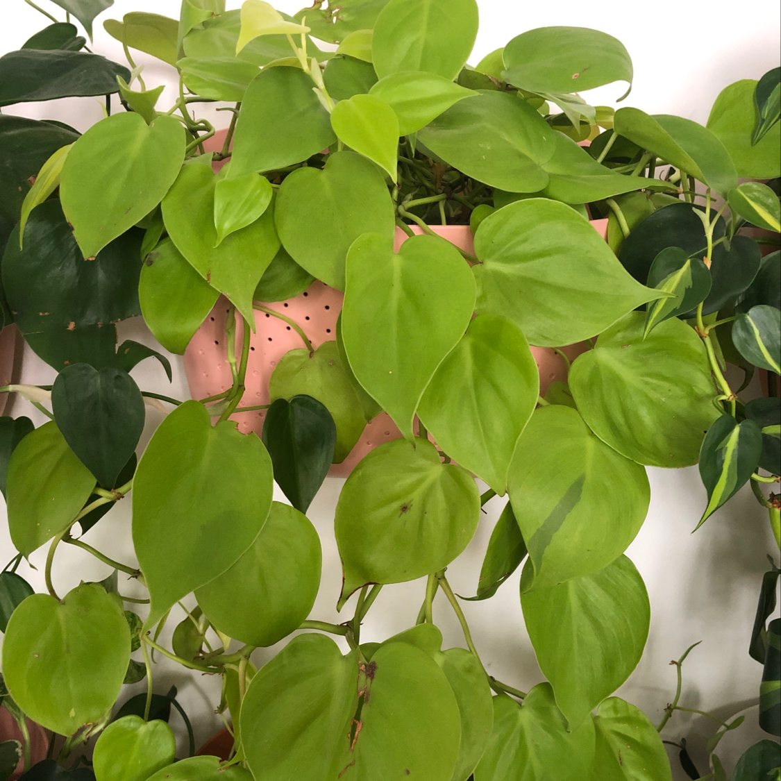 Healthy, vibrant green Heartleaf Philodendron with glossy heart-shaped leaves and no visible signs of disease or distress.