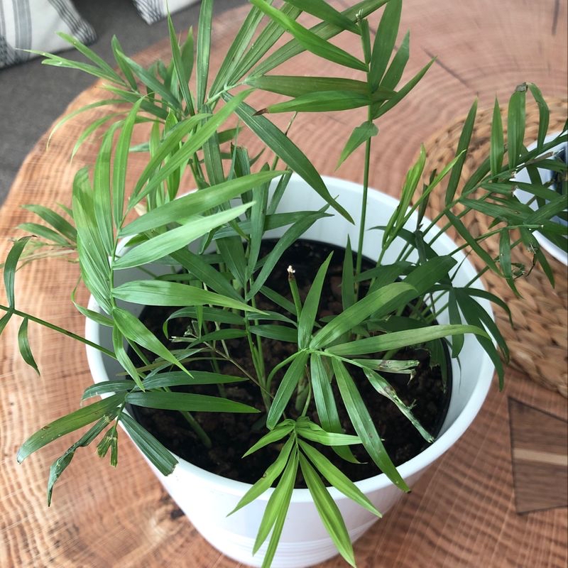 Healthy parlour palm with vibrant green leaves growing symmetrically in a white ceramic pot, sitting indoors on a wooden surface.