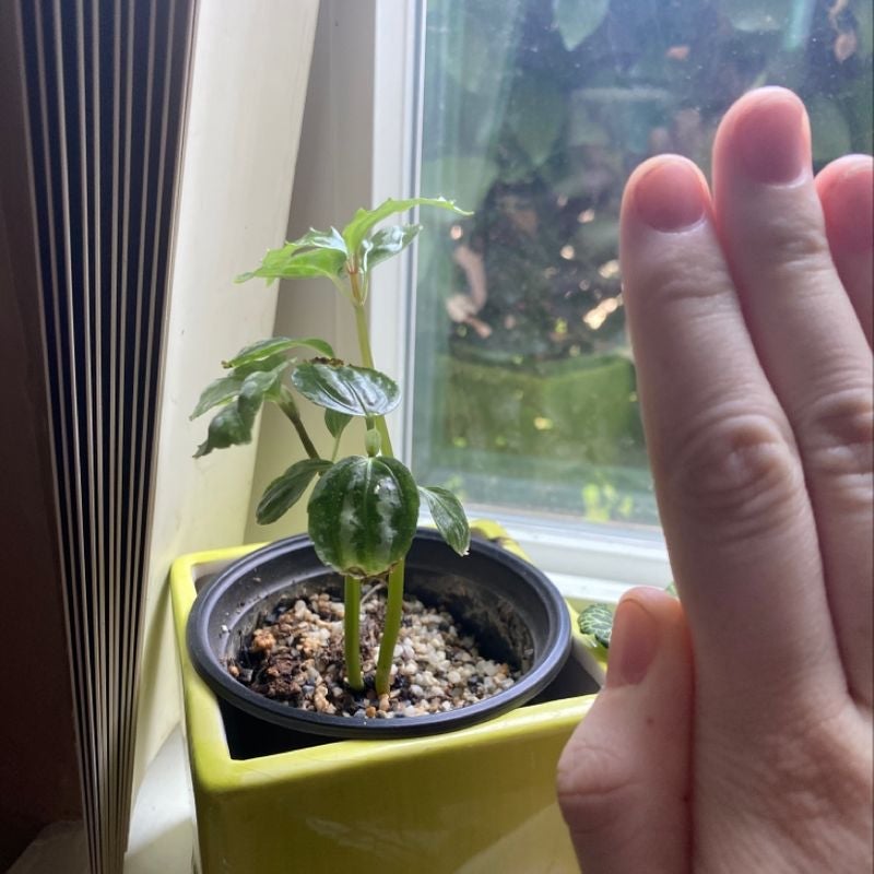 Aluminum Plant in a pot on a windowsill with a hand for scale.