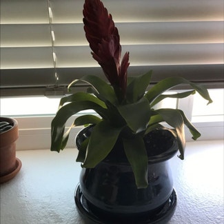 Flaming Sword Bromeliad plant in Lake Forest, California