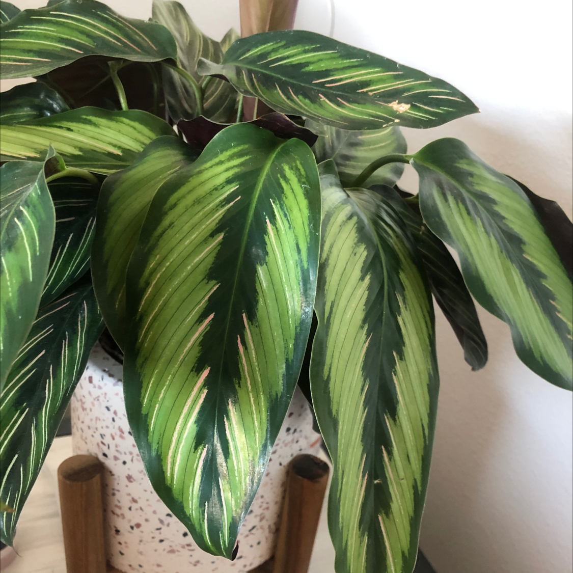 Pinstripe Calathea plant with striped leaves in a pot.