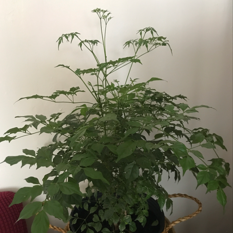Healthy, thriving China Doll plant with lush green foliage and delicate fern-like leaves, no signs of discoloration or disease.