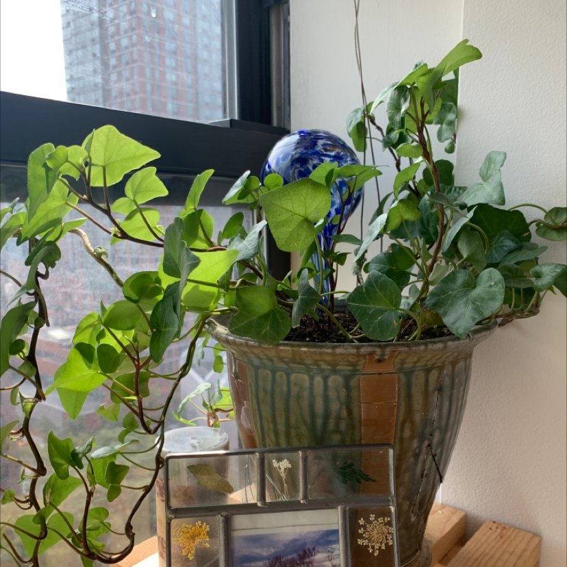 Healthy English Ivy cascading from an antique metal planter on a windowsill, with a few yellowing leaves.