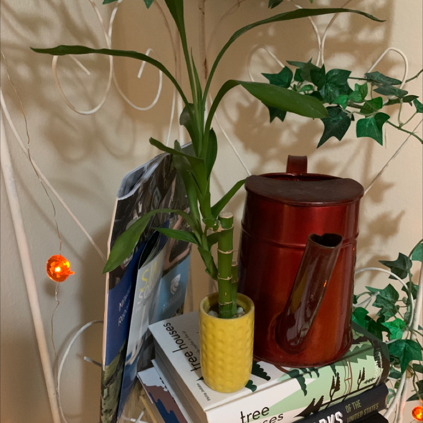 Healthy lucky bamboo plant in a yellow pineapple pot, with a red watering tin and books alongside it on a shelf.