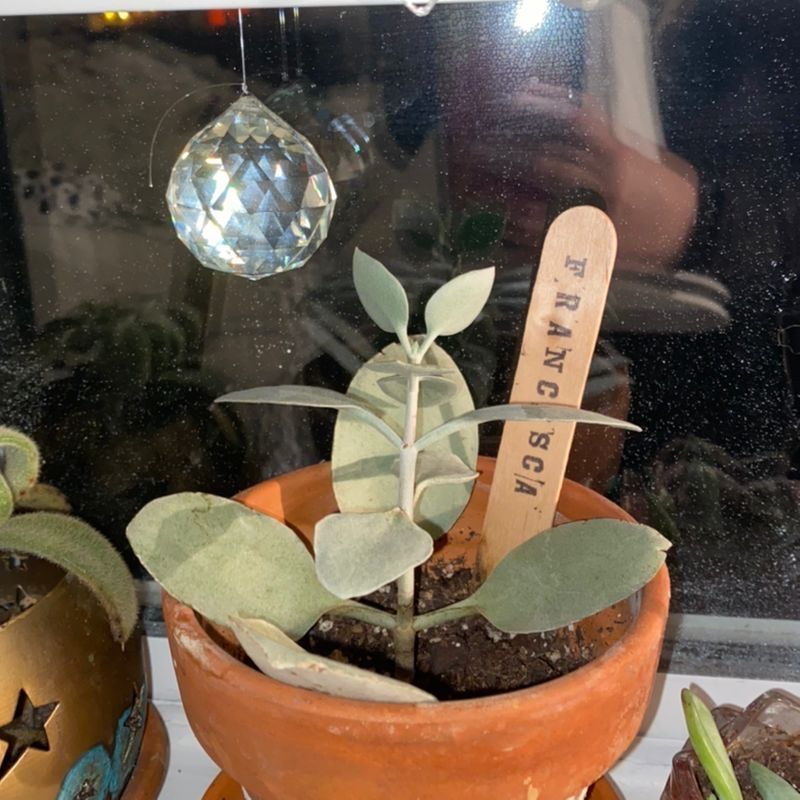 Plant care for Chin Cactus on Greg, the plant care app