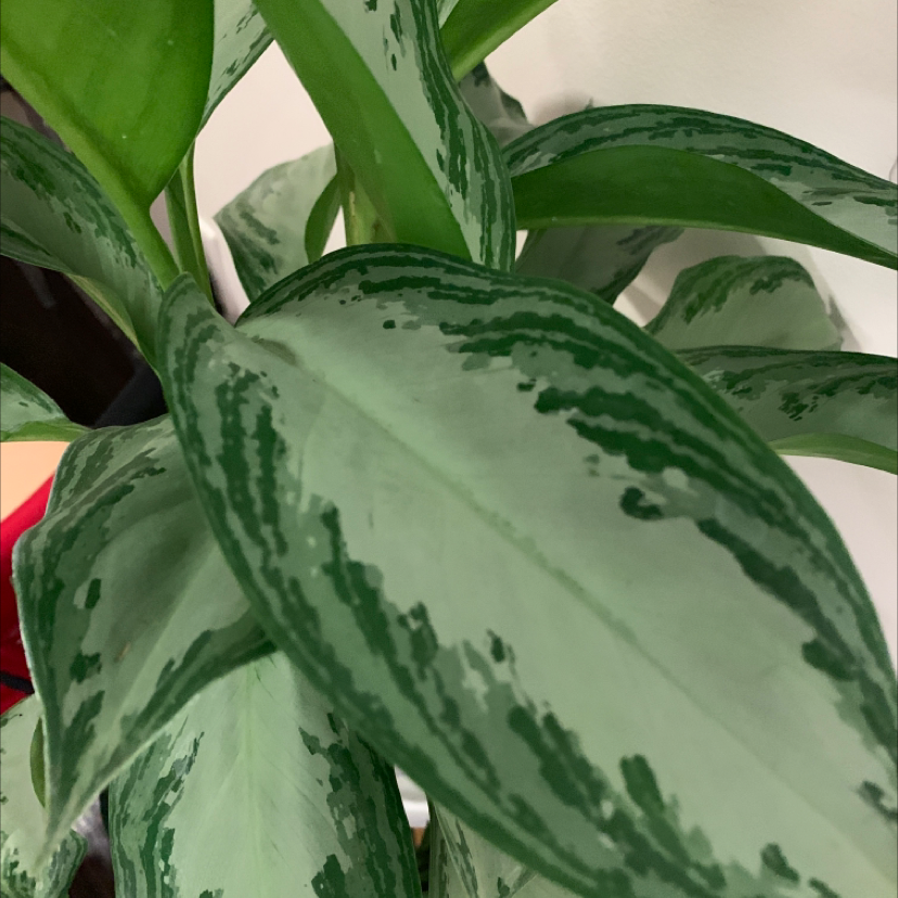 Close-up of Aglaonema 'Silver Bay' leaves with silver and green variegation.