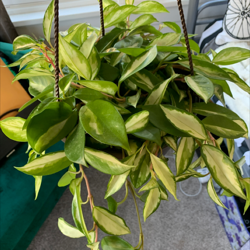 A healthy, thriving waxplant with long, trailing vines and waxy, oval-shaped green leaves, hanging in a basket.