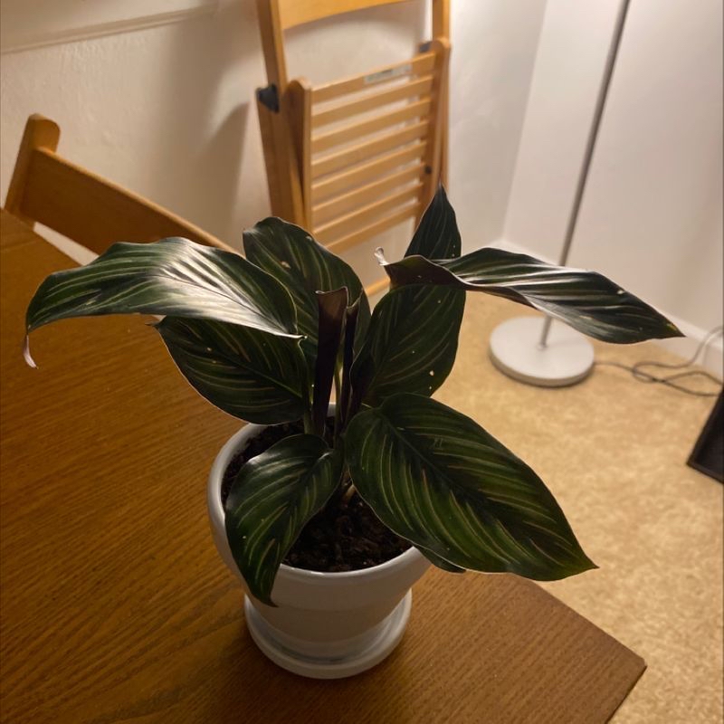 Pinstripe Calathea plant in a white pot on a wooden table indoors.