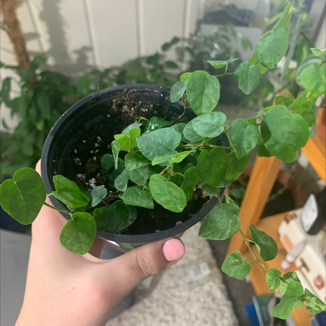 Hand holding a healthy Creeping Fig plant with vibrant green leaves in a small pot, with other plants visible in the background.
