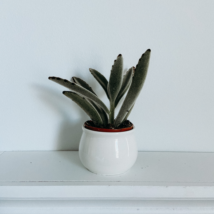 Panda Plant (Kalanchoe tomentosa) in a white pot, healthy with fuzzy leaves.