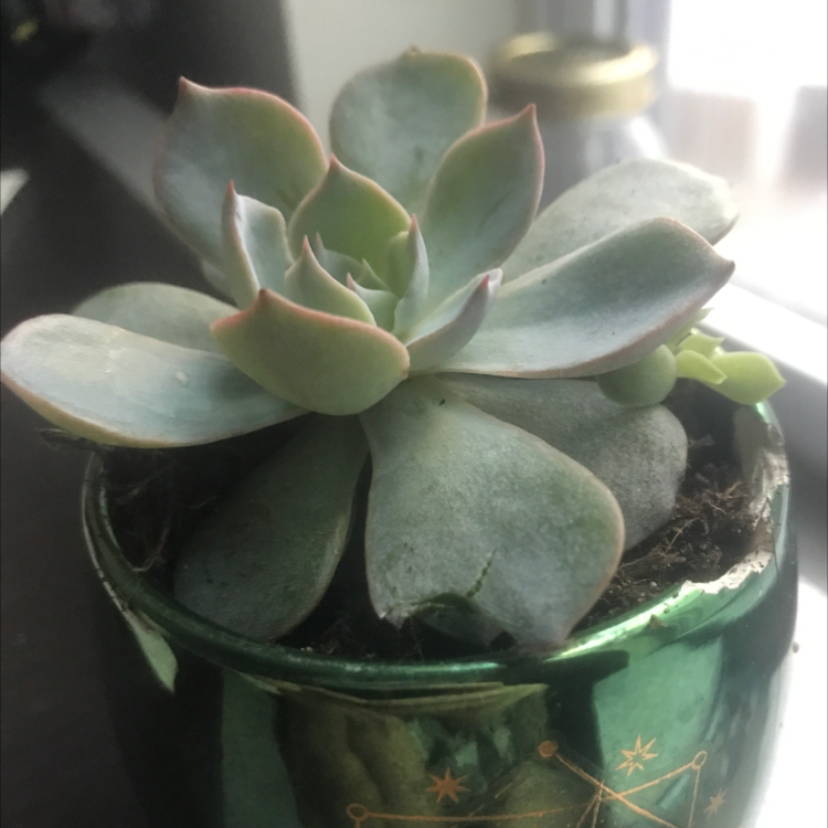 Healthy Ghost Plant succulent in a green pot with visible soil.