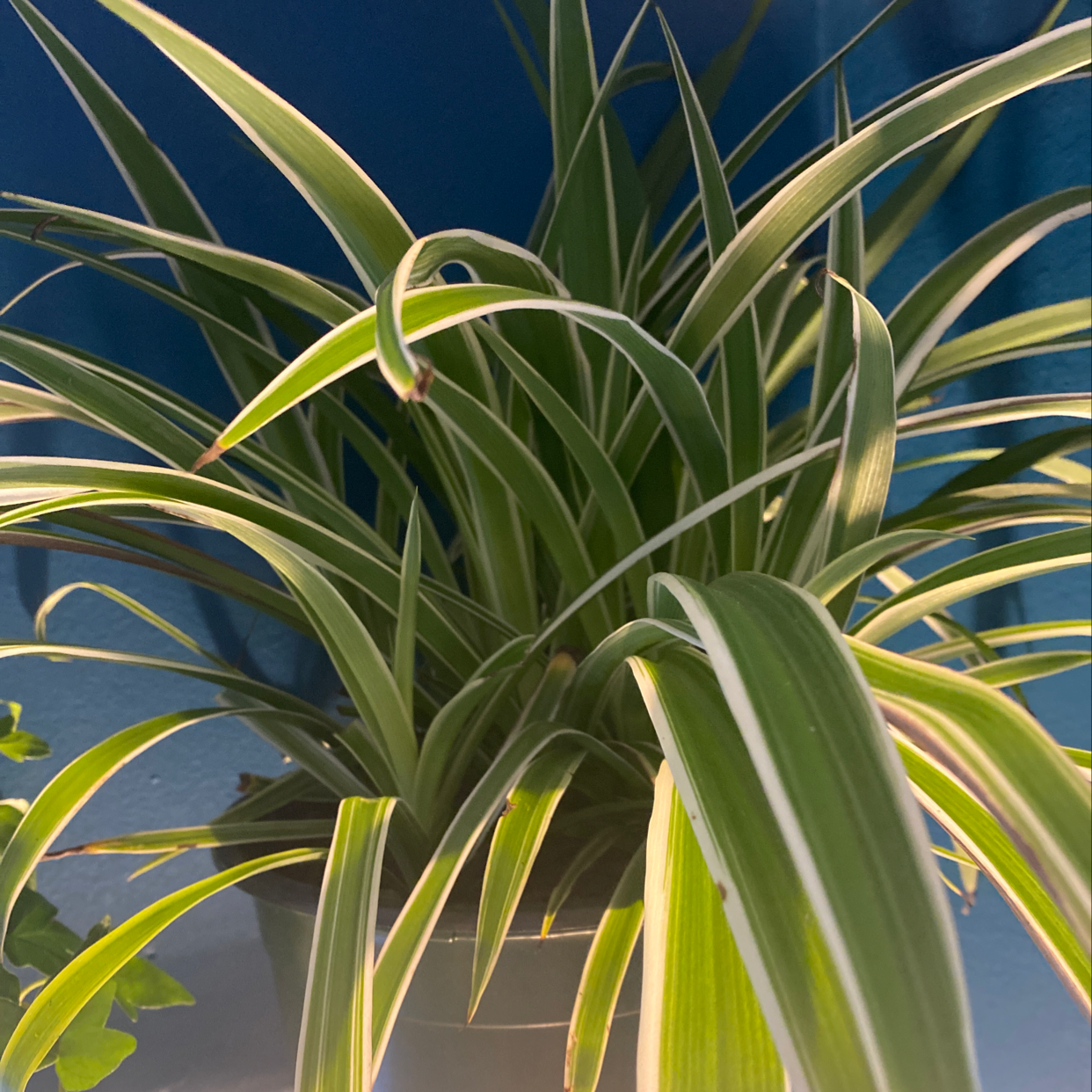 Photo of the plant species Boronia Lutea by Morgan named Spidey on Greg, the plant care app