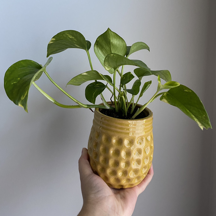 Jade Pothos plant photo by @abbyjjackson named Ellie on Greg, the plant care app.