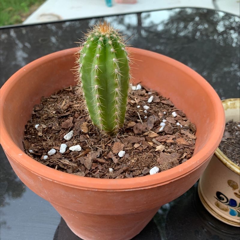 A healthy Pleated Cereus cactus in a terracotta pot with visible soil.