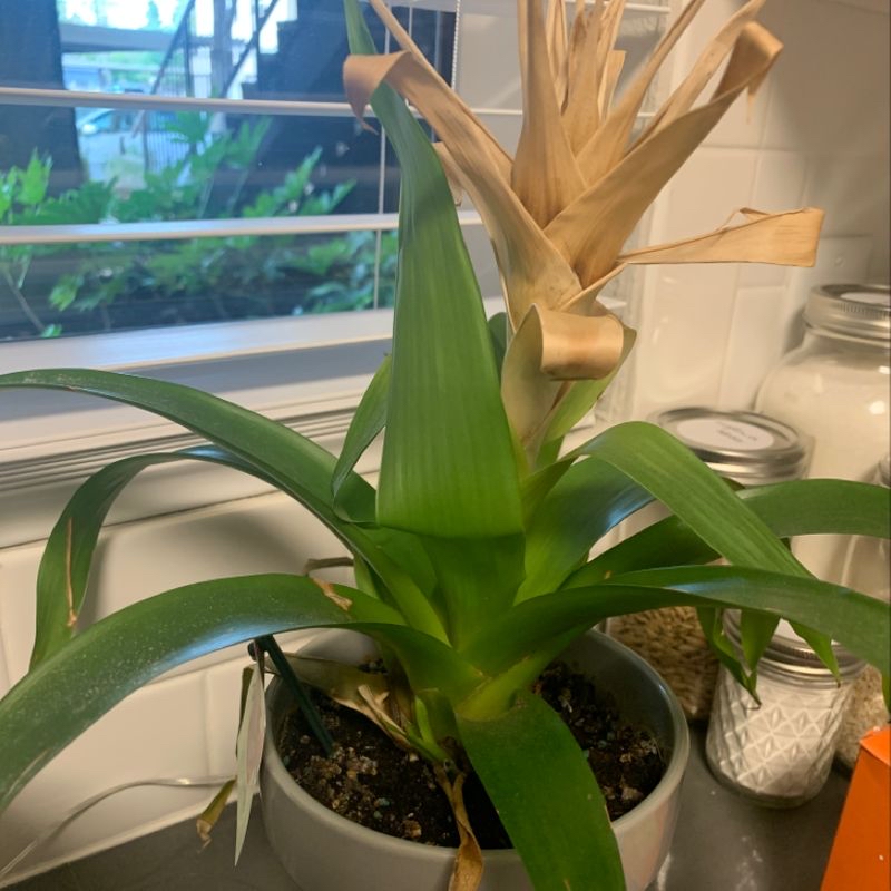 Urn Plant in a pot with brown, dried flower bracts and green leaves in a kitchen setting.