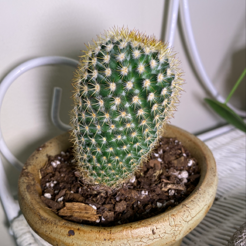 Photo of the plant species Lace Hedgehog Cactus by @michelle219 named Club on Greg, the plant care app