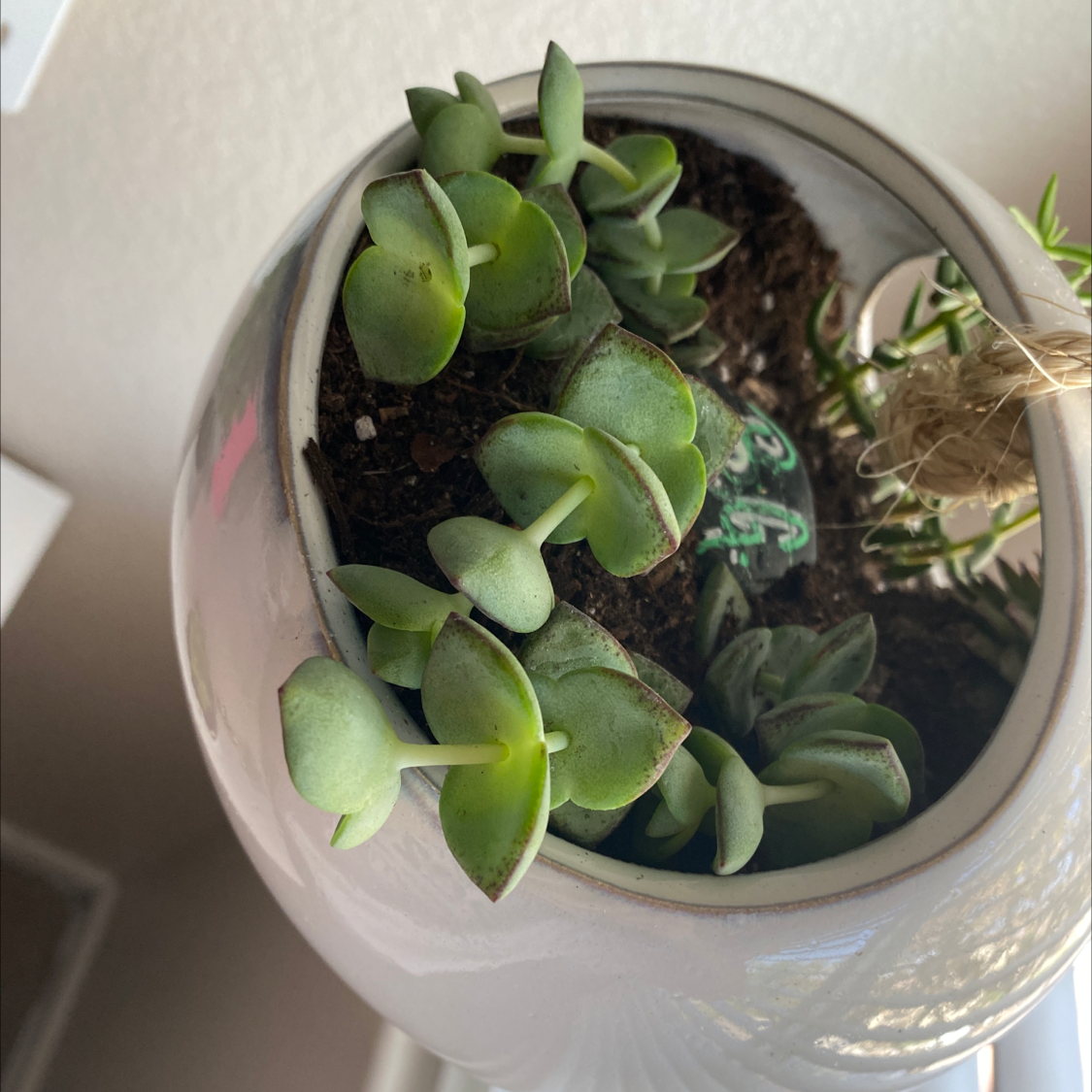 String of Buttons plant photo by @breezygobrazy named Peter Parker on Greg, the plant care app.