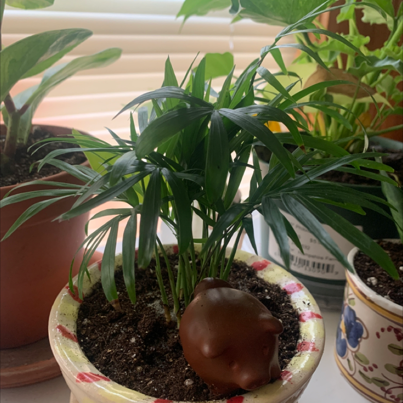 Healthy parlour palm in ceramic pot, lush green fronds, moist soil, gentle human touch showcasing foliage, home interior setting.